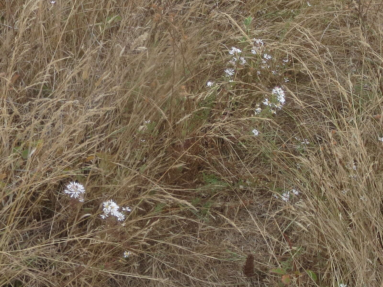 Image of Hall's aster