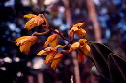 Image of Dendrobium terrestre J. J. Sm.