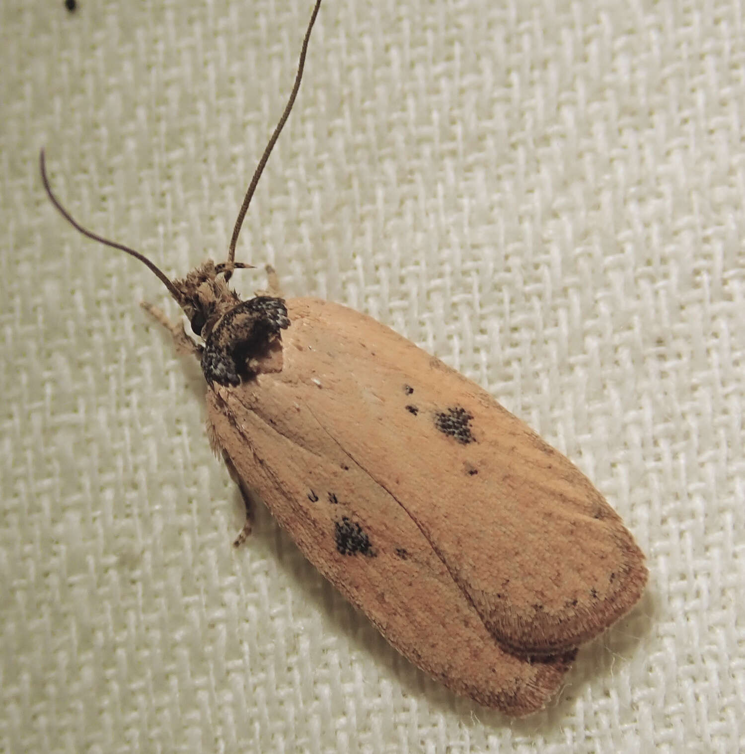 Image of Agonopterix subpropinquella Stainton 1849