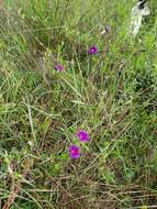 Image de Ipomoea emetica Choisy