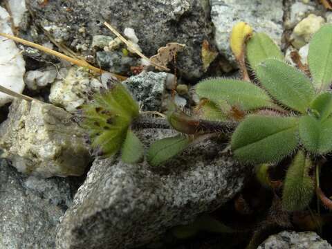 Image of Myosotis lyallii subsp. lyallii