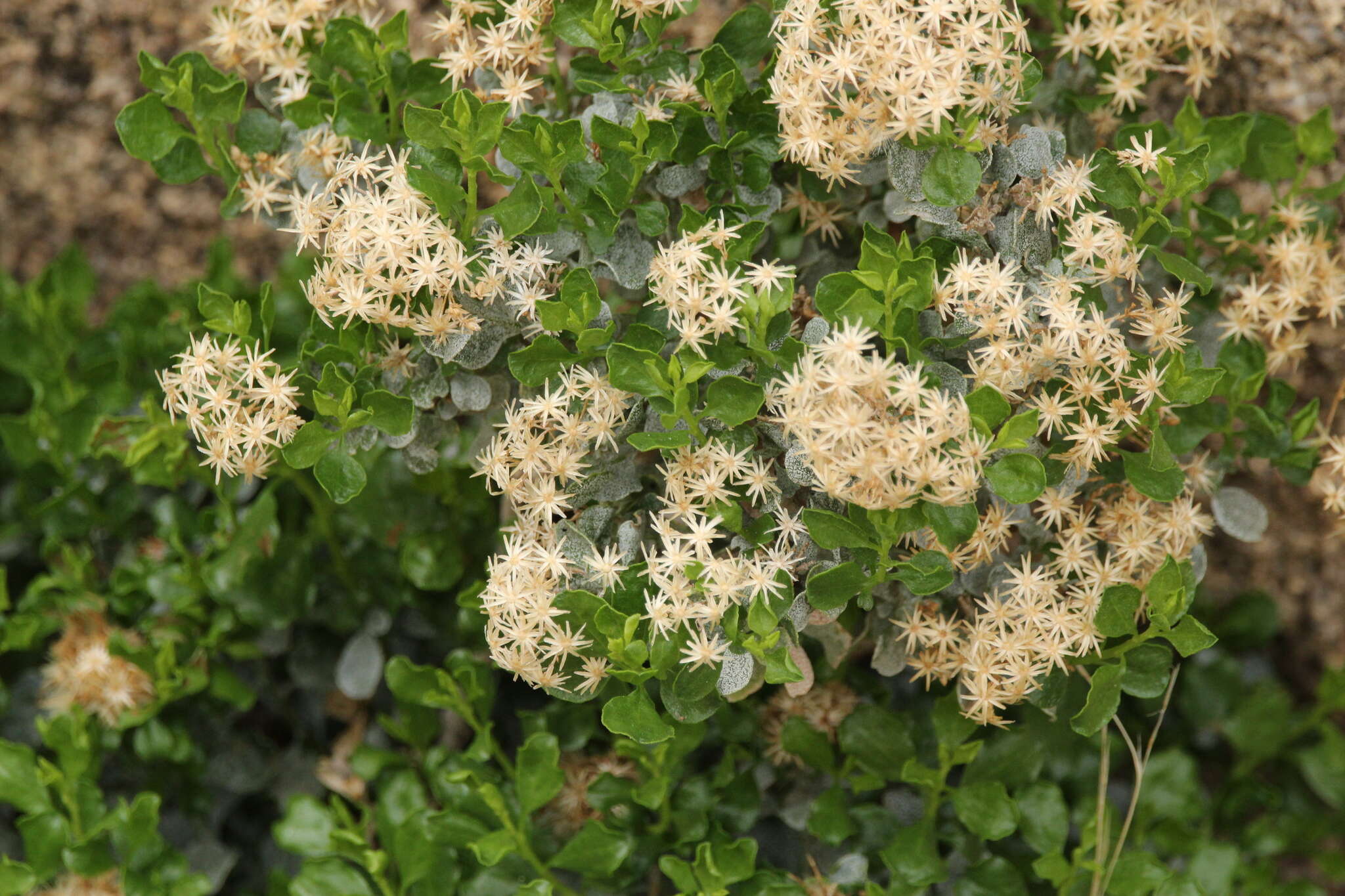 Image of cliff goldenbush