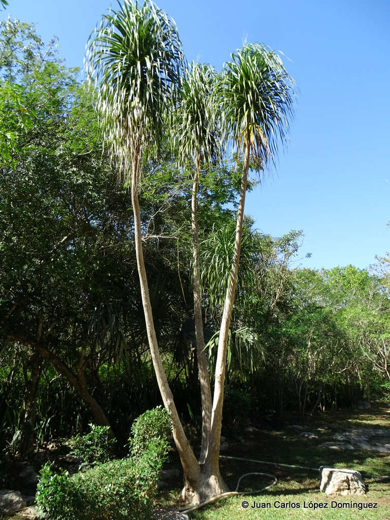 Image of Beaucarnea pliabilis (Baker) Rose