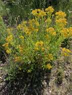 Image of Thick-Leaf Ragwort