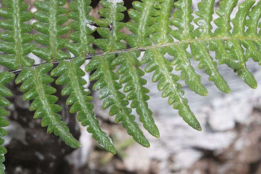 Image of Mountain Silver-Back Fern