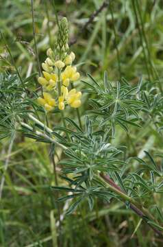 Image of yellow bush lupine