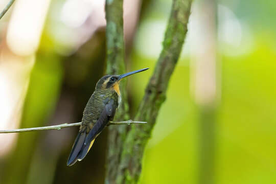 Image of Hook-billed hermit (hummingbird)