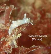 Trapania lineata Haefelfinger 1960的圖片