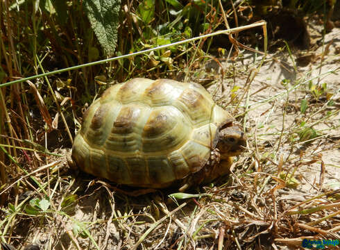 Image of Afghan Tortoise