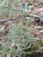 صورة Dianthus arenarius subsp. borussicus Vierh.