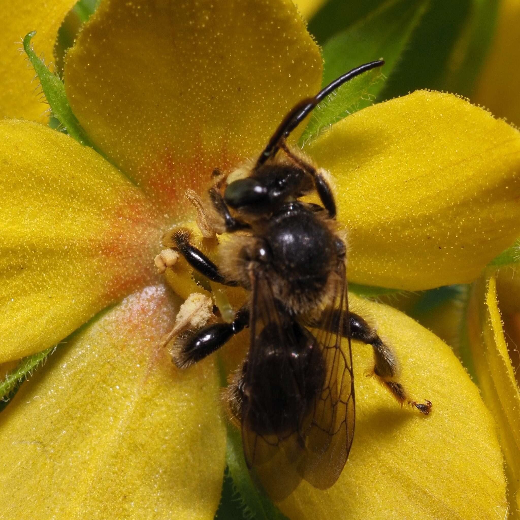 Image of Macropis fulvipes (Fabricius 1804)