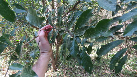 Image of Guarea macrophylla M. Vahl