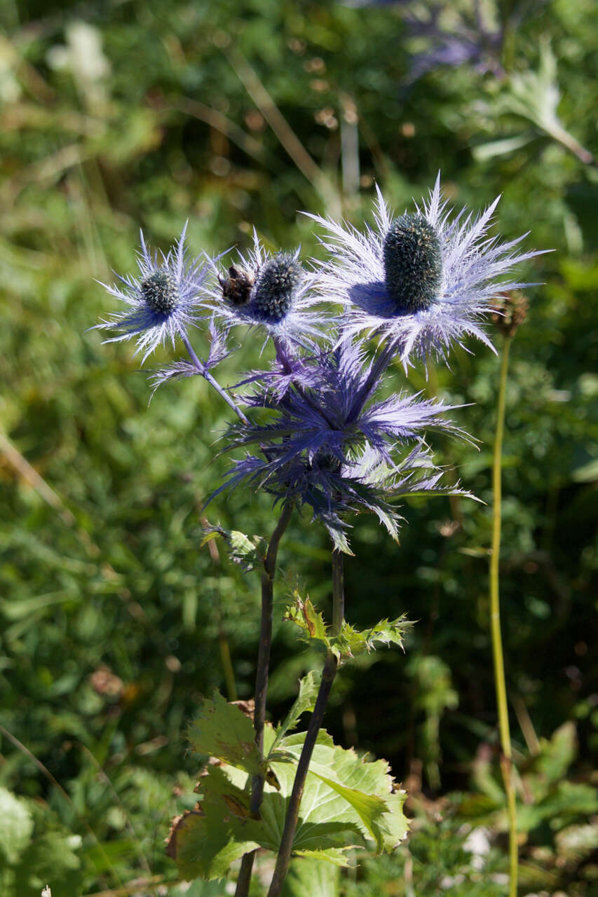 Imagem de Eryngium alpinum L.