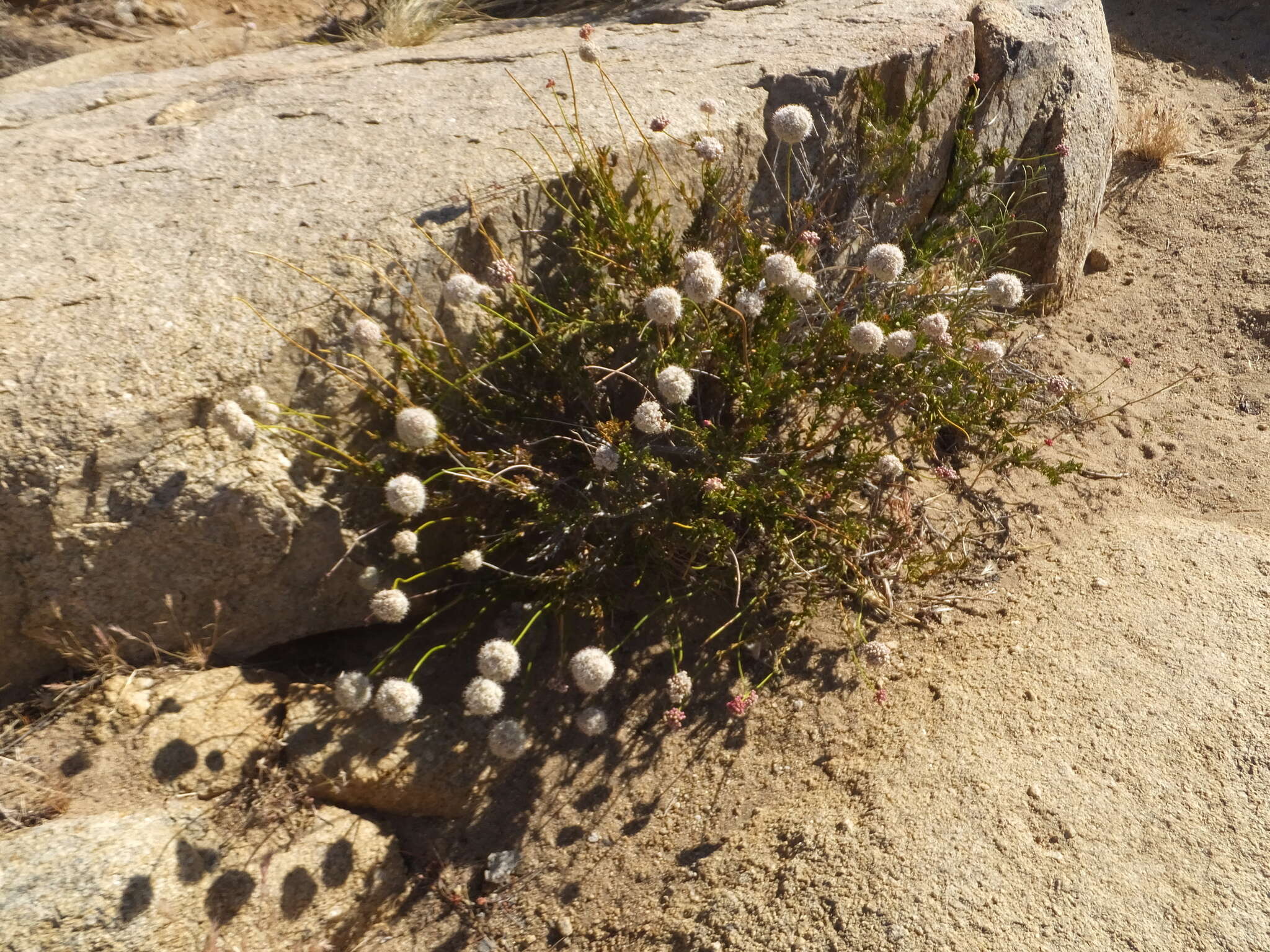 Image of Eastern Mojave buckwheat