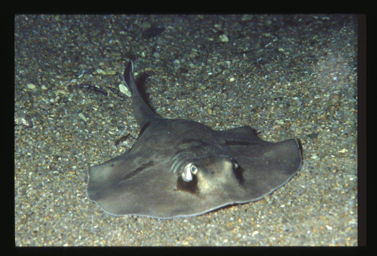 Image of Coastal stingaree