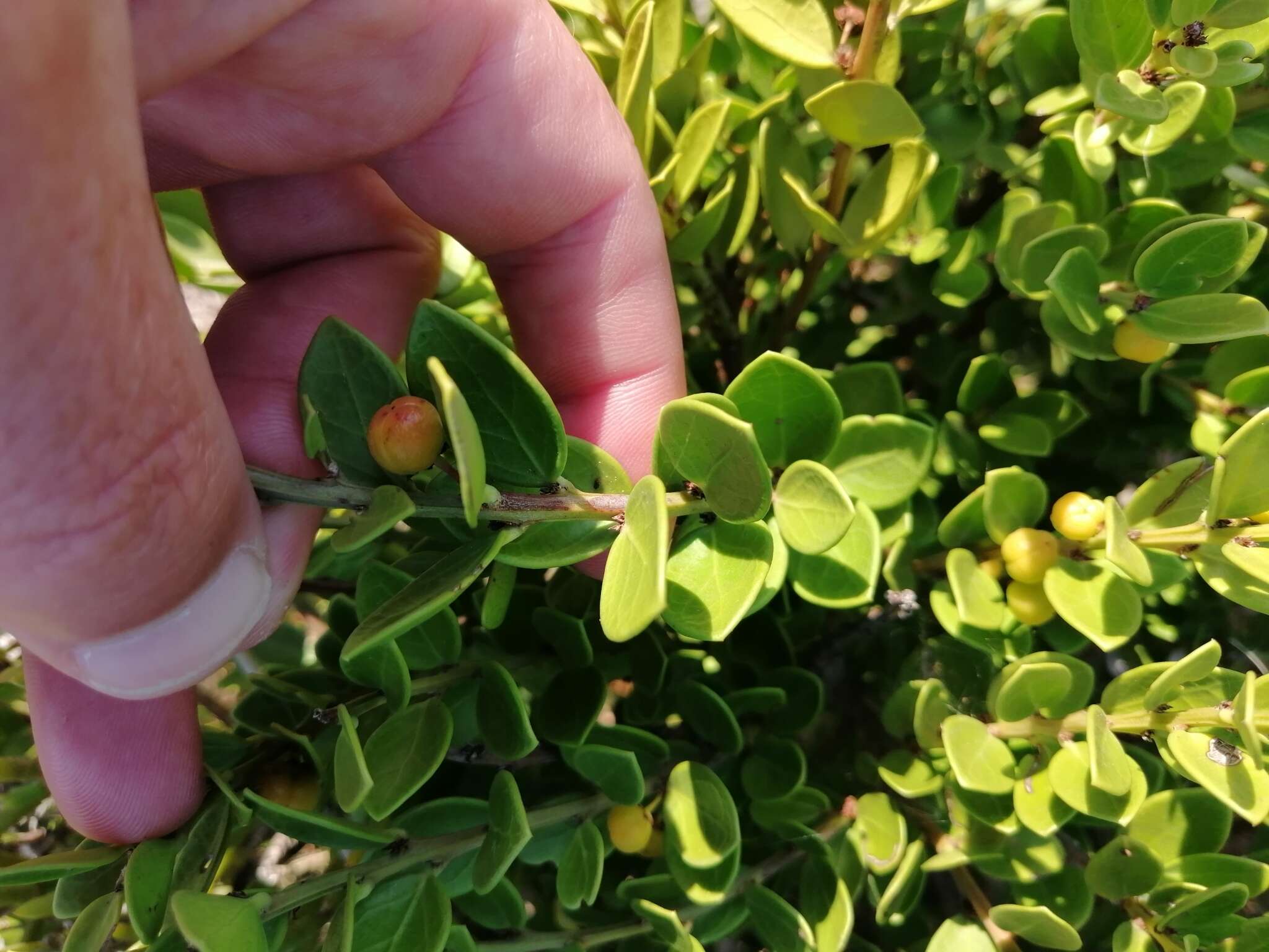 Image of Gymnosporia lucida (L.) Loes.