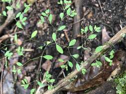 Image of smooth forked nailwort