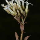 Image of Kalanchoe olivacea Dalz.