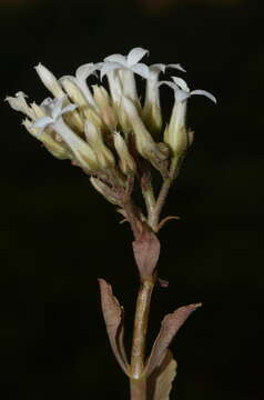 Image of Kalanchoe olivacea Dalz.