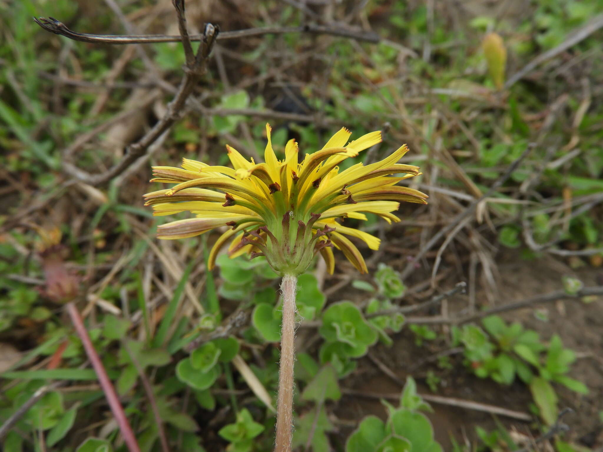 Image of Taraxacum formosanum Kitam.