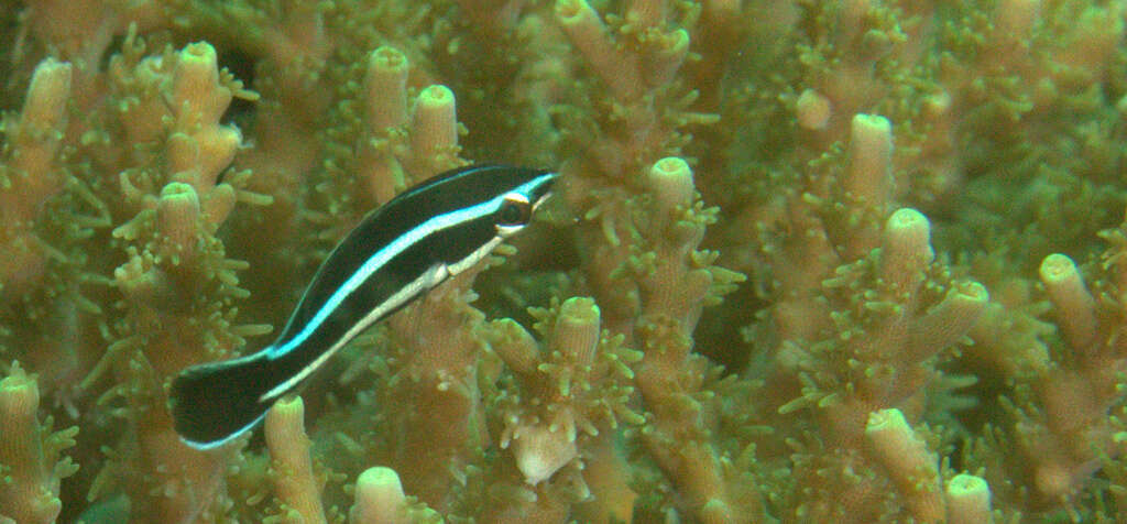 Image of Northern tubelip wrasse