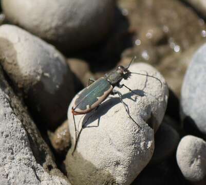 Image of Cobblestone Tiger Beetle