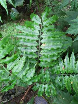 Image of Angiopteris lygodiifolia Rosenst.