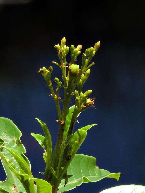 Image of Jatropha variifolia Pax