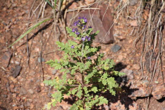 Phacelia bakeri (Brand) J. F. Macbr.的圖片