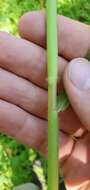 Image of Horse-Tail Crown Grass