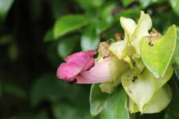 Imagem de Drymonia oinochrophylla (Donn. Sm.) D. N. Gibson