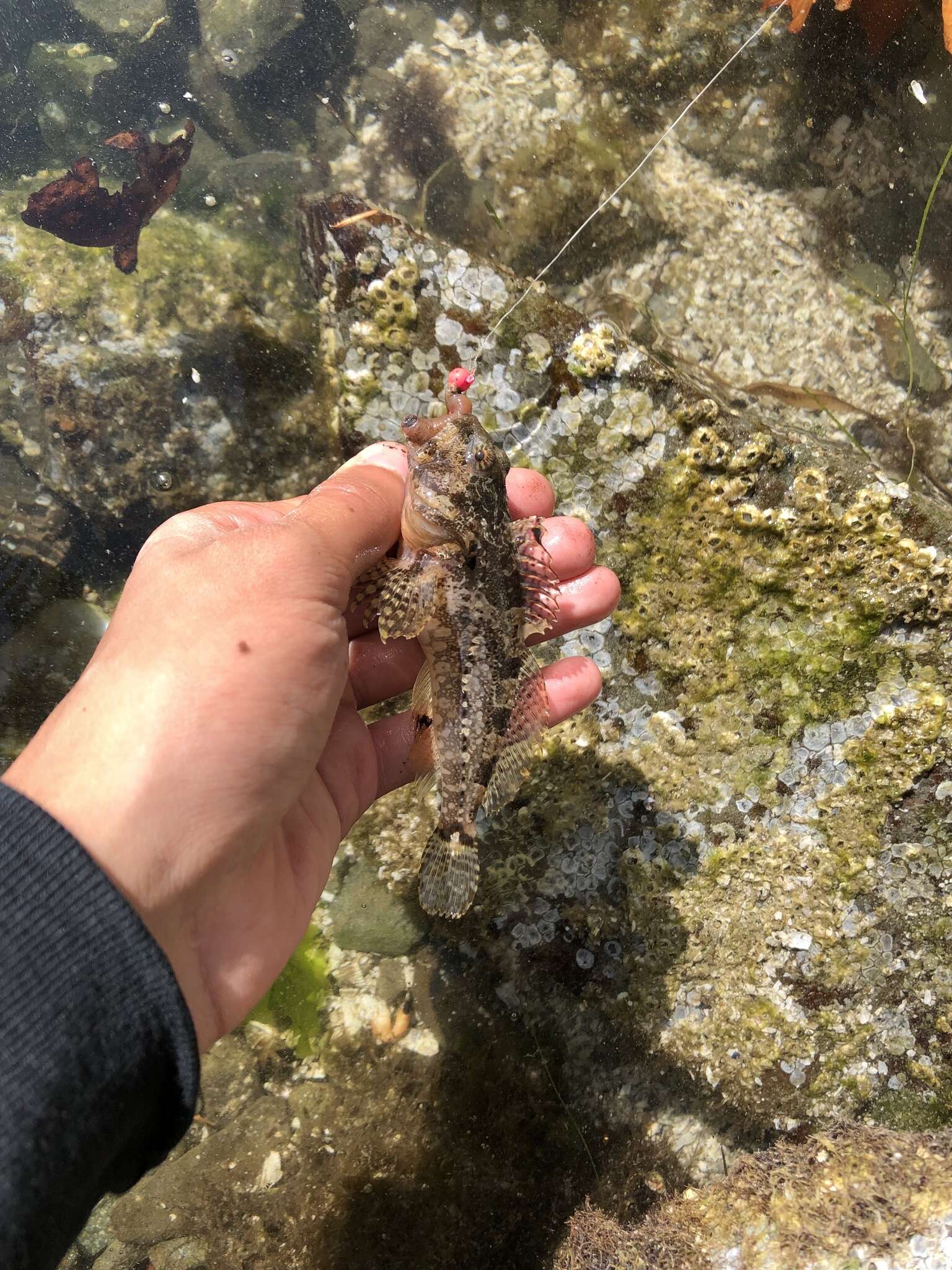 Image of Plumose sculpin