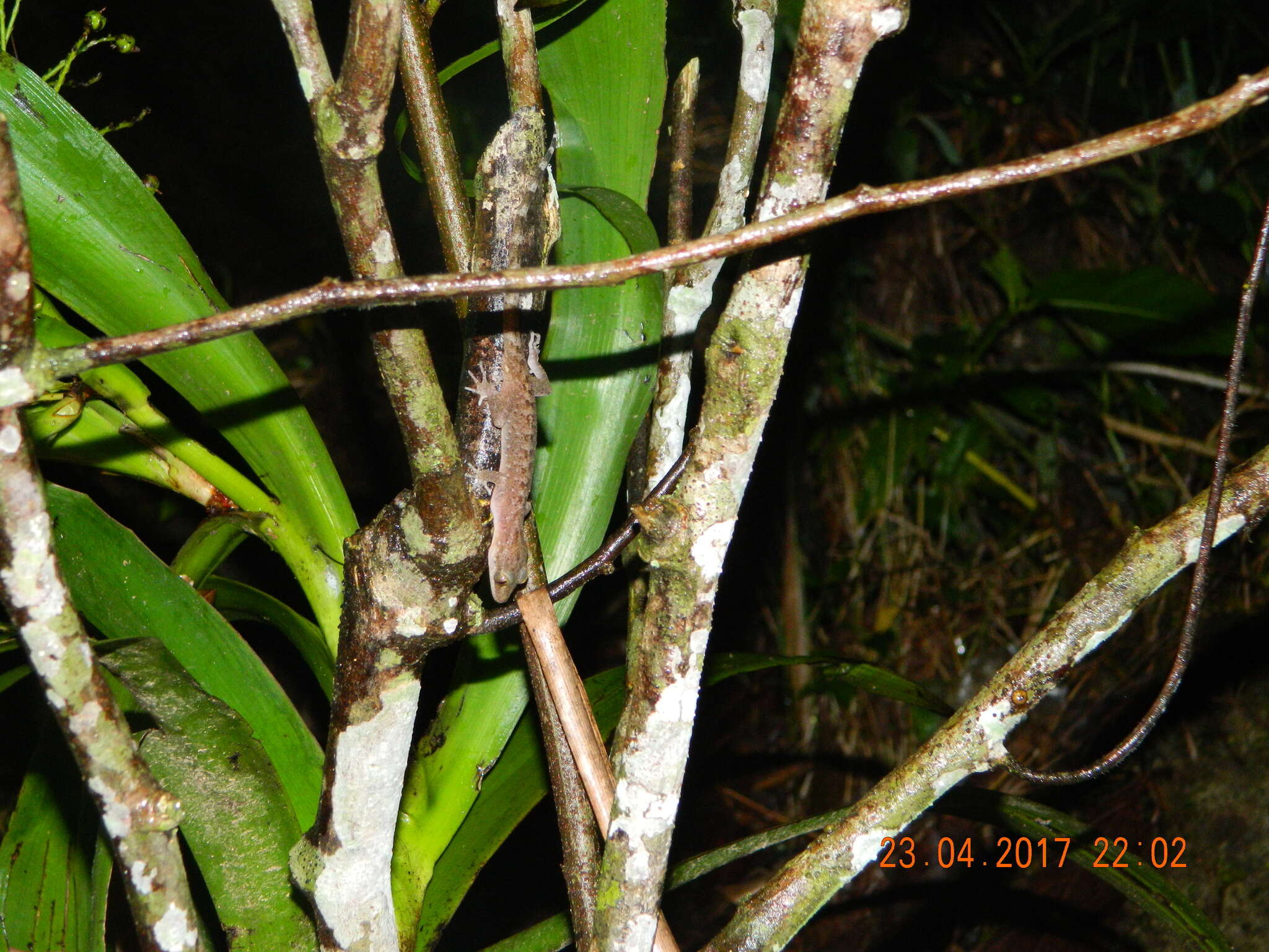 Image of Marbled Bow-fingered Gecko