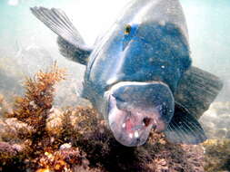 Image of blue groper