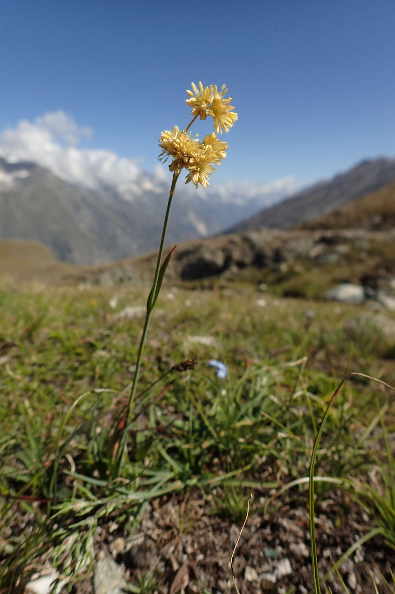 Image of Yellow Woodrush