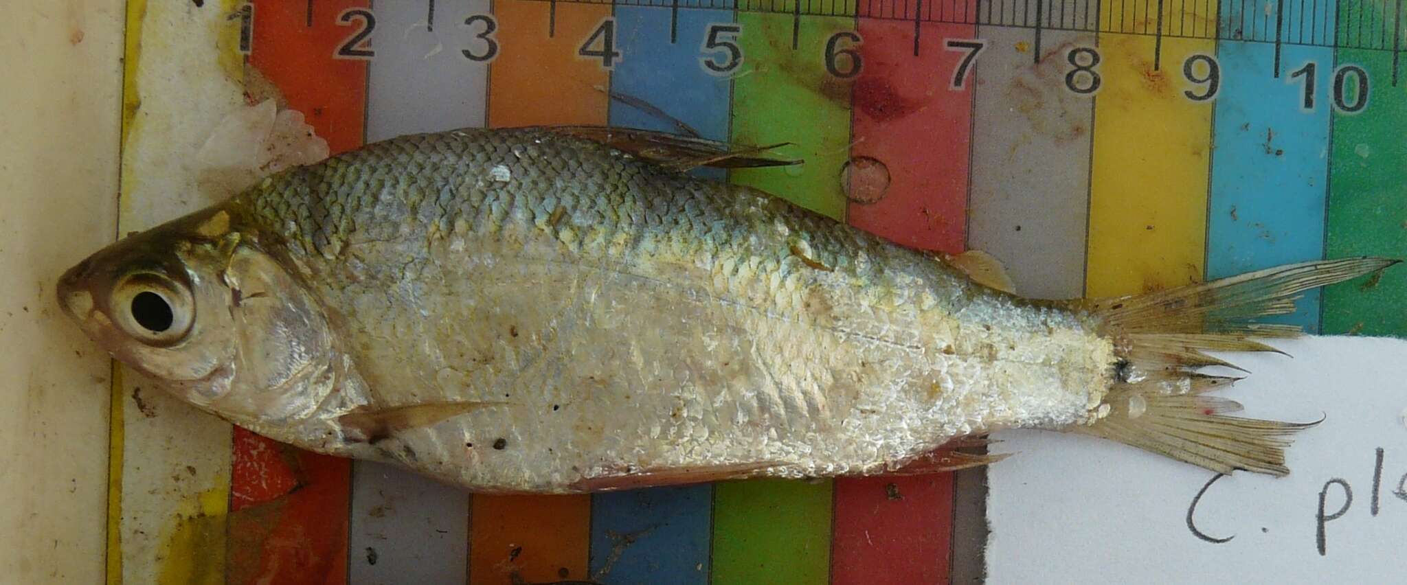 Image of Characin