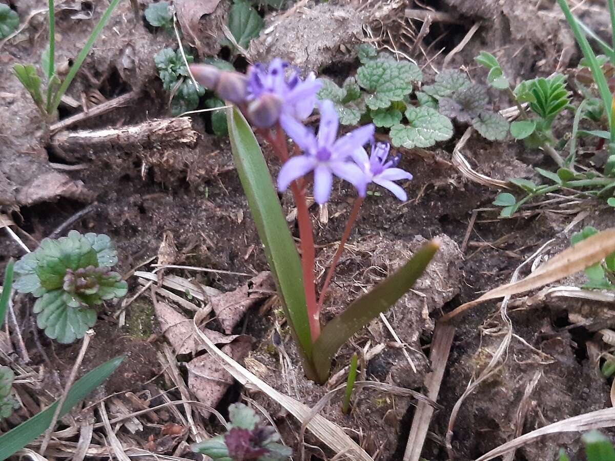 Image of Scilla vindobonensis Speta