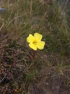 Imagem de Oenothera odorata Jacq.