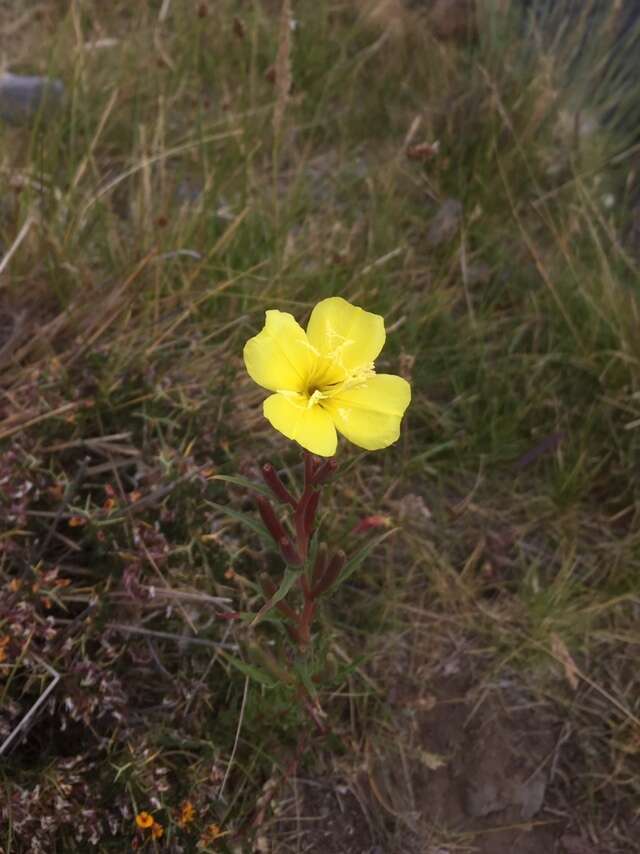 Image of Oenothera odorata Jacq.