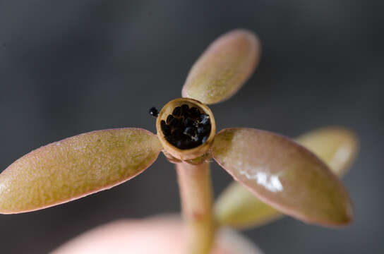 Image of Portulaca mauritiensis Poelln.