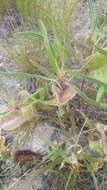 Oenothera macrocarpa Nutt. resmi