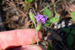 Image of branched blazing star