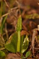 Imagem de Ophioglossum crotalophoroides Walter