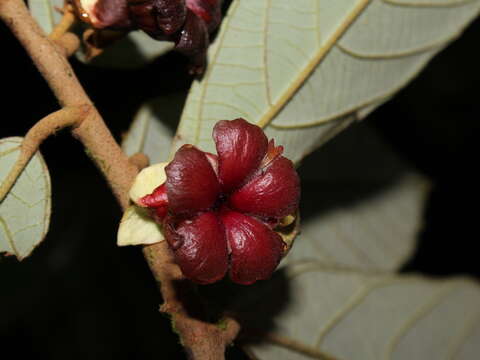 Image de Theobroma mammosum Cuatrec. & J. Leon