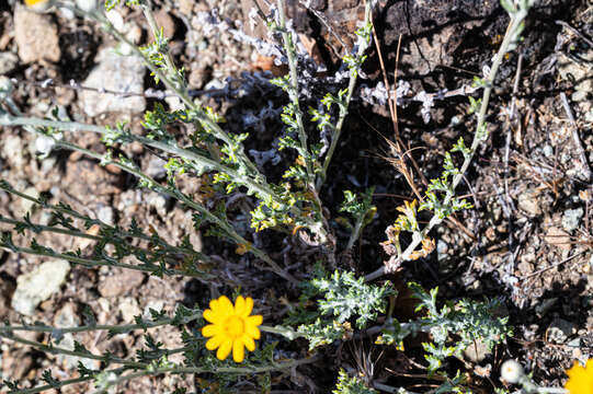 Image of <i>Eriophyllum lanatum</i> var. <i>achilleoides</i> (DC.) Jeps.