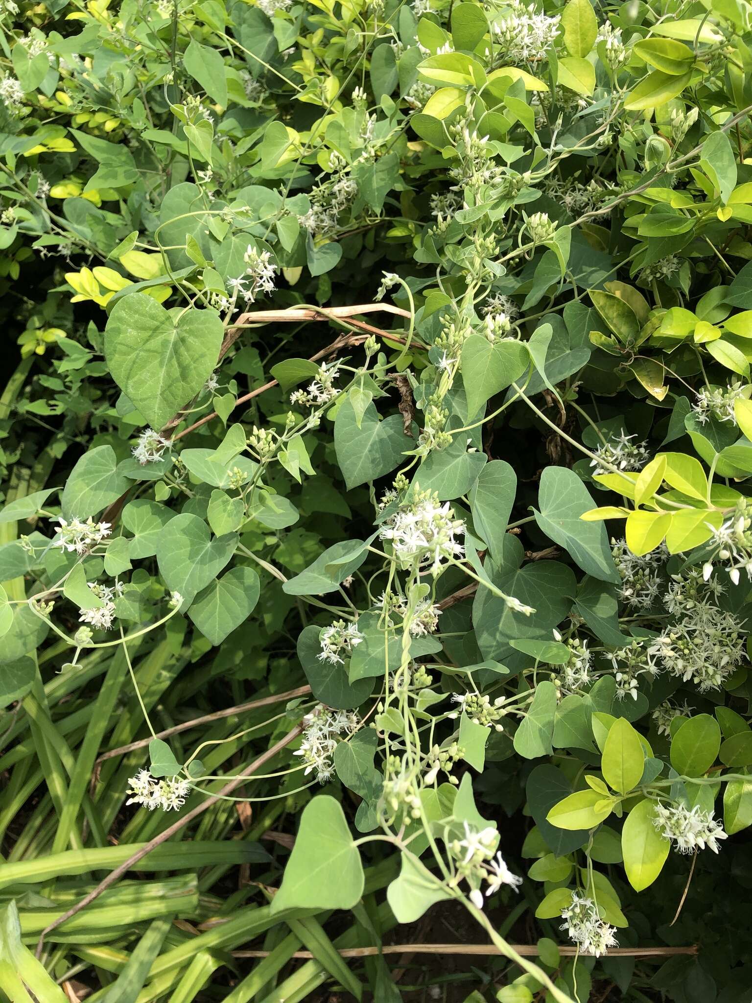 Image of Vincetoxicum pubescens (Bunge) Kuntze