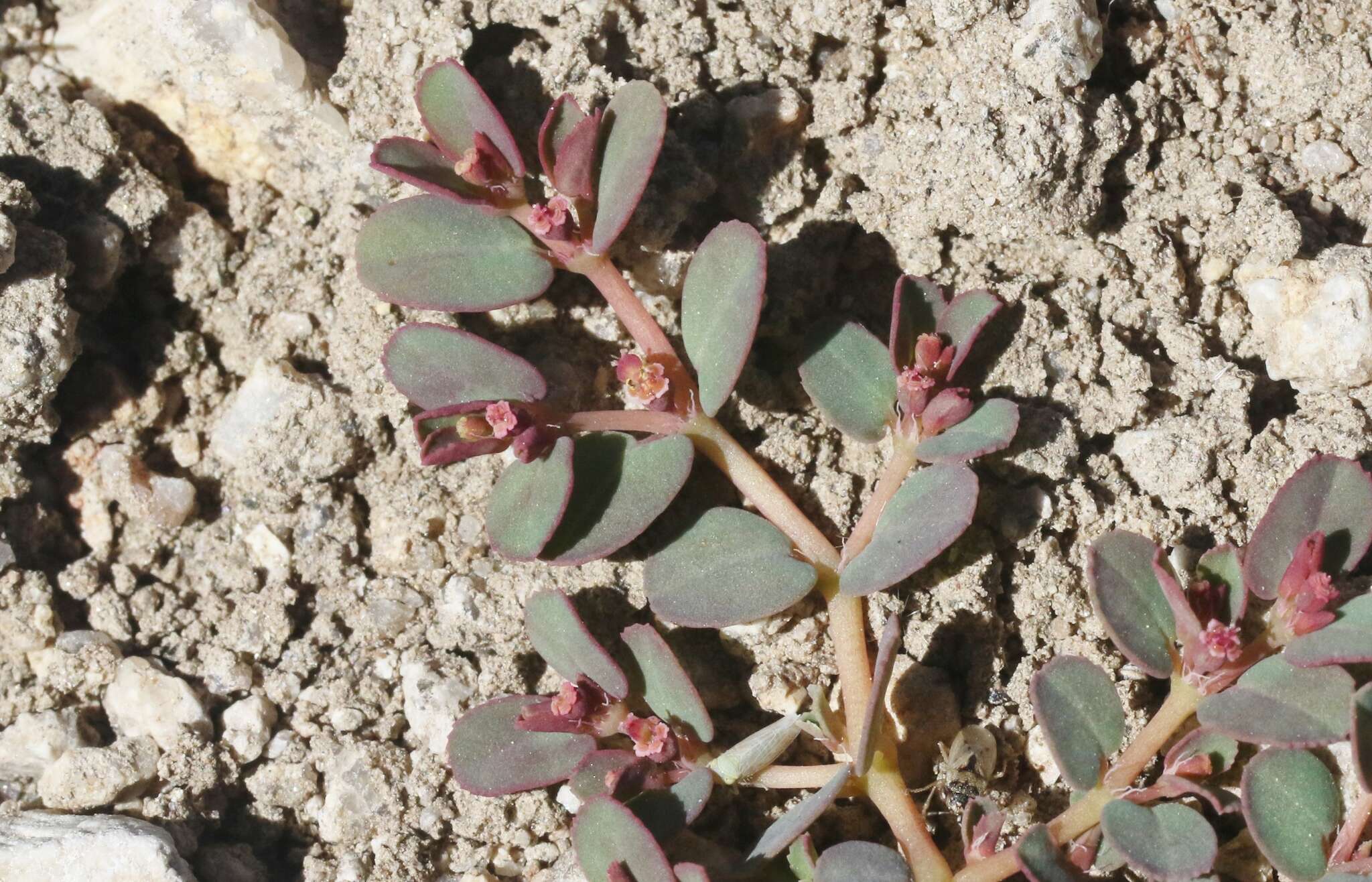 Image of Euphorbia serpillifolia subsp. serpillifolia