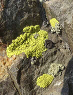 Image of Gold cobblestone lichen