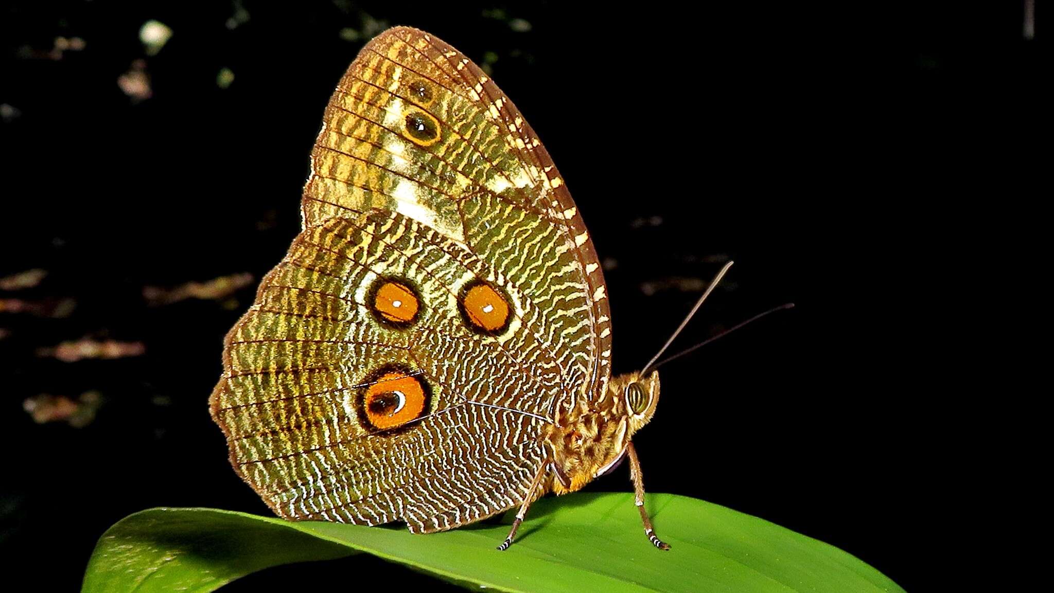 Sivun Dasyophthalma creusa Hübner (1822) kuva