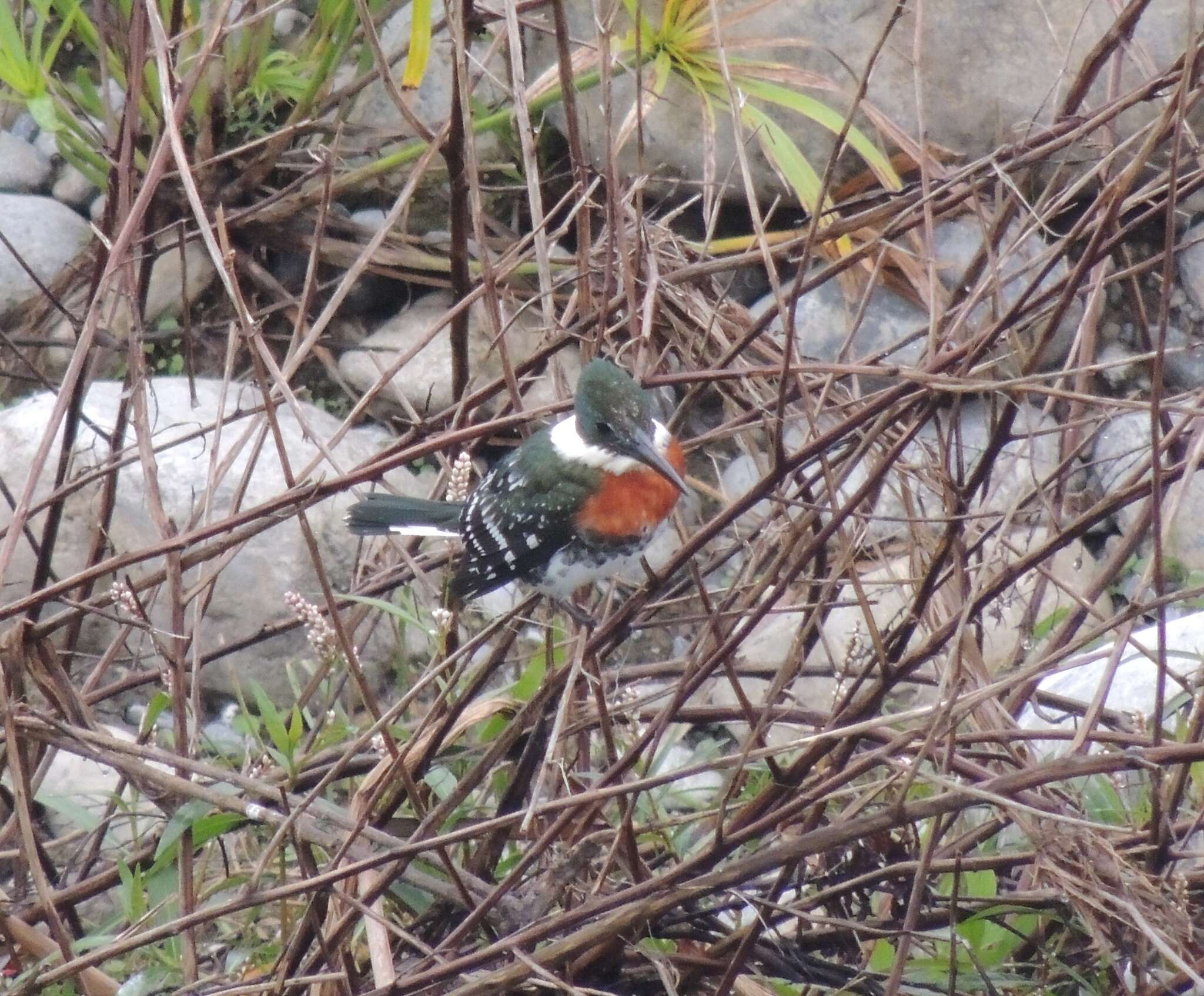 Image of Green Kingfisher